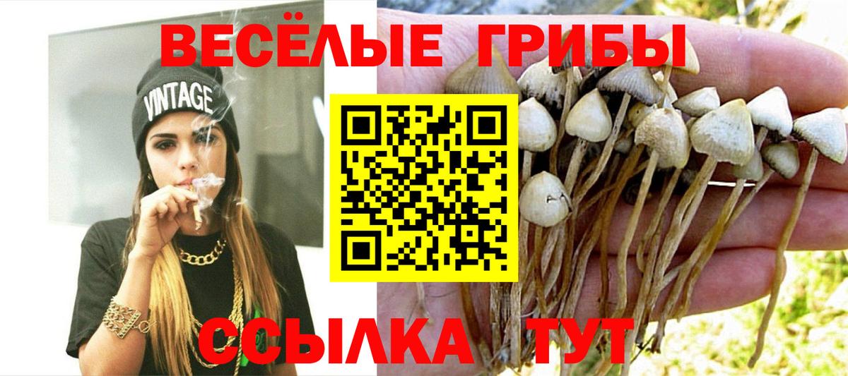 Псилоцибиновые грибы GOLDEN TEACHER  Псилоцибиновые грибы Psilocybine cubensis  Елец  Вход с VPN 